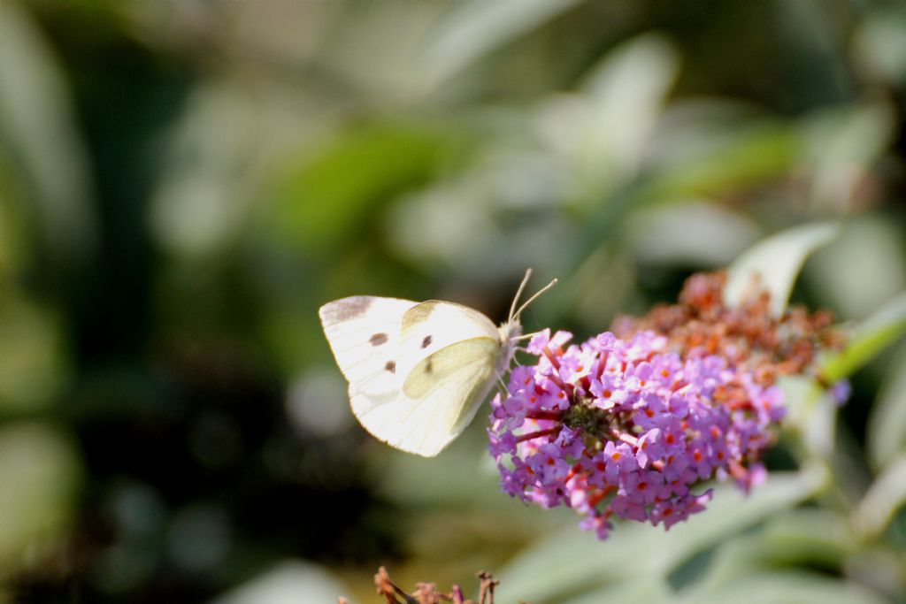 Pieris rapae